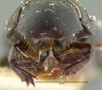 Media type: image;   Entomology 8103 Aspect: head frontal view